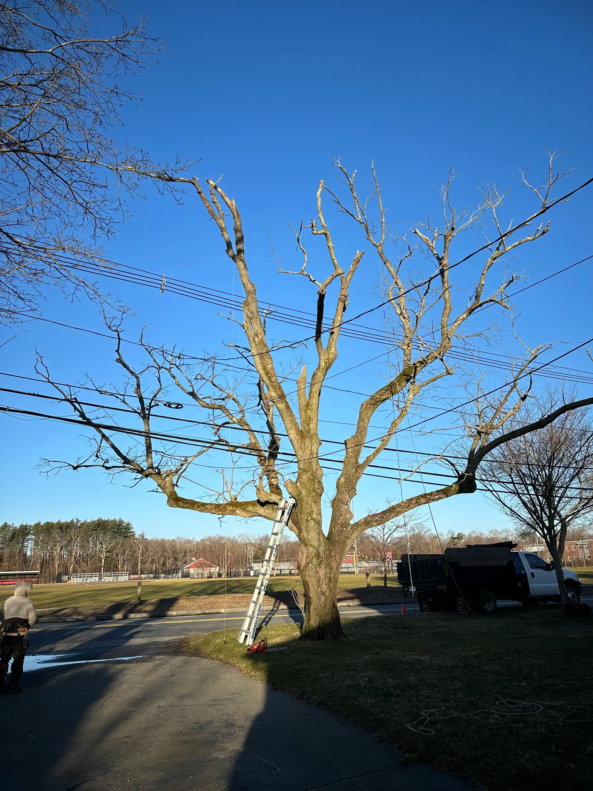 A mature hardwood grown up through five spans of utility line at the edge of a roadside field, an extension ladder set against the trunk and the crew's trucks staged to the right.